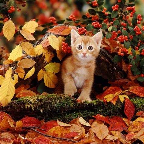 cute fall animal pictures|More.